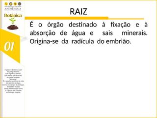 RAIZ
É o órgão destinado à fixação e à
absorção de água e sais minerais.
Origina-se da radícula do embrião.
 