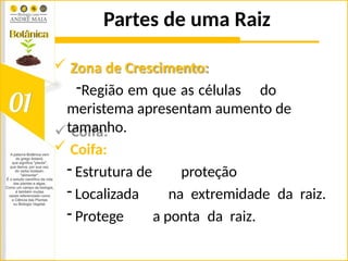 Partes de uma Raiz
 Zona de Crescimento:
-Região em que as células do
meristema apresentam aumento de
tamanho.
 Coifa:
- Estrutura de proteção
- Localizada na extremidade da raiz.
- Protege a ponta da raiz.
 