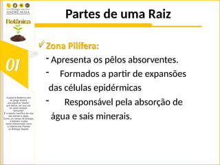 Partes de uma Raiz
Zona Pilífera:
- Apresenta os pêlos absorventes.
- Formados a partir de expansões
das células epidérmicas
- Responsável pela absorção de
água e sais minerais.
 