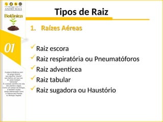 Tipos de Raiz
1. Raízes Aéreas
Raiz escora
Raiz respiratória ou Pneumatóforos
Raiz adventícea
Raiz tabular
Raiz sugadora ou Haustório
 