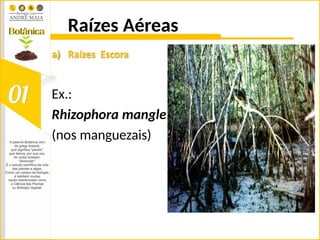 Raízes Aéreas
a) Raízes Escora
Ex.:
Rhizophora mangle
(nos manguezais)
 