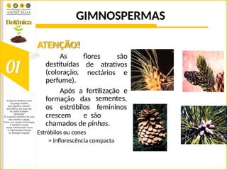 GIMNOSPERMAS
flores são
de atrativos
nectários e
ATENÇÃO!
As
destituídas
(coloração,
perfume).
Após a fertilização e
formação das
os estróbilos
sementes,
femininos
crescem e são
chamados de pinhas.
Estróbilos ou cones
= inflorescência compacta
 