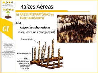 Raízes Aéreas
b) RAÍZES RESPIRATÓRIAS ou
PNEUMATÓFOROS
Ex.:
Avicennia schanesiana
(freqüente nos manguezais)
 