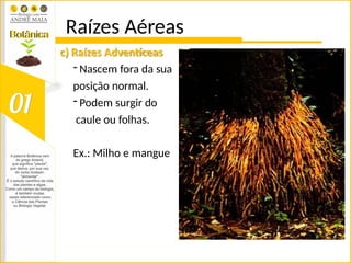Raízes Aéreas
c) Raízes Adventíceas
- Nascem fora da sua
posição normal.
- Podem surgir do
caule ou folhas.
Ex.: Milho e mangue
 