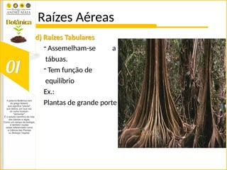 Raízes Aéreas
d) Raízes Tabulares
- Assemelham-se a
tábuas.
- Tem função de
equilíbrio
Ex.:
Plantas de grande porte
 