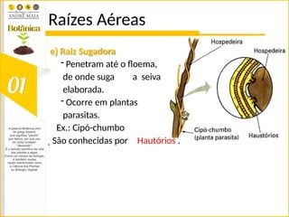 Raízes Aéreas
e) Raiz Sugadora
- Penetram até o floema,
de onde suga a seiva
elaborada.
- Ocorre em plantas
parasitas.
Ex.: Cipó-chumbo
 São conhecidas por Hautórios .
 