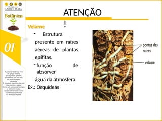 ATENÇÃO
!
Velame
- Estrutura
presente em raízes
aéreas de plantas
epífitas.
- função de
absorver
água da atmosfera.
Ex.: Orquídeas
 