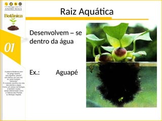 Raiz Aquática
Desenvolvem – se
dentro da água
Ex.: Aguapé
 