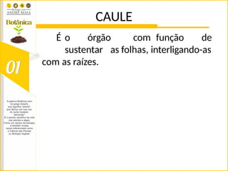 CAULE
É o órgão com função de
sustentar as folhas, interligando-as
com as raízes.
 