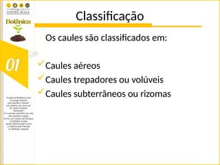 Classificação
Os caules são classificados em:
Caules aéreos
Caules trepadores ou volúveis
Caules subterrâneos ou rizomas
 