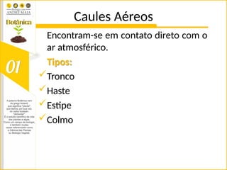 Caules Aéreos
Encontram-se em contato direto com o
ar atmosférico.
Tipos:
Tronco
Haste
Estipe
Colmo
 