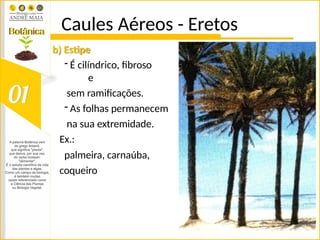 Caules Aéreos - Eretos
b) Estipe
- É cilíndrico, fibroso
e
sem ramificações.
- As folhas permanecem
na sua extremidade.
Ex.:
palmeira, carnaúba,
coqueiro
 