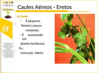 Caules Aéreos - Eretos
c) Haste
- É pequeno,
flexível e pouco
resistente.
- É encontrado
em
plantas herbáceas.
Ex.:
maracujá, videira
 