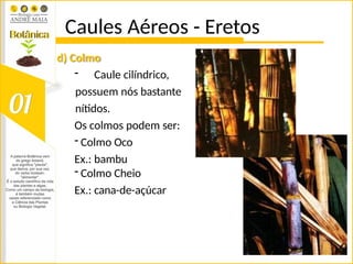 Caules Aéreos - Eretos
d) Colmo
- Caule cilíndrico,
possuem nós bastante
nítidos.
Os colmos podem ser:
- Colmo Oco
Ex.: bambu
- Colmo Cheio
Ex.: cana-de-açúcar
 