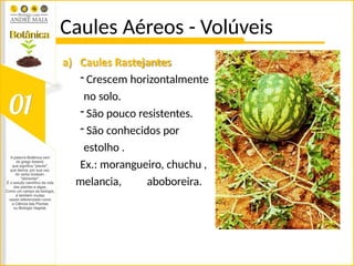 Caules Aéreos - Volúveis
a) Caules Rastejantes
- Crescem horizontalmente
no solo.
- São pouco resistentes.
- São conhecidos por
estolho .
Ex.: morangueiro, chuchu ,
melancia, aboboreira.
 