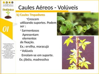 Caules Aéreos - Volúveis
b) Caules Trepadores
-Crescem
utilizando suportes. Podem
ser :
- Sarmentosos
Apresentam
elementos
de fixação.
Ex.: ervilha, maracujá
- Volúveis
Enrolam-se em suporte.
Ex.:jibóia, madressilva
 