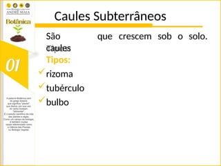 Caules Subterrâneos
que crescem sob o solo.
São
caules
Tipos:
rizoma
tubérculo
bulbo
 