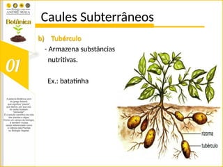 Caules Subterrâneos
b) Tubérculo
- Armazena substâncias
nutritivas.
Ex.: batatinha
 
