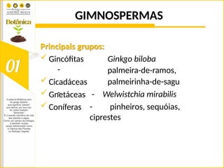 GIMNOSPERMAS
Principais grupos:
Gincófitas
-
Cicadáceas
-
Gnetáceas
Coníferas
Ginkgo biloba
palmeira-de-ramos,
palmeirinha-de-sagu
- Welwistchia mirabilis
- pinheiros, sequóias,
ciprestes
 