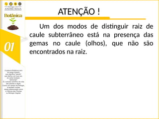 ATENÇÃO !
Um dos modos de distinguir raiz de
caule subterrâneo está na presença das
gemas no caule (olhos), que não são
encontrados na raiz.
 