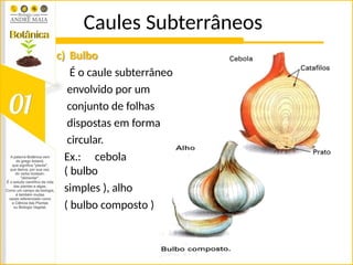 Caules Subterrâneos
c) Bulbo
É o caule subterrâneo
envolvido por um
conjunto de folhas
dispostas em forma
circular.
Ex.: cebola
( bulbo
simples ), alho
( bulbo composto )
 