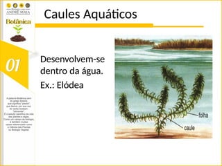 Caules Aquáticos
Desenvolvem-se
dentro da água.
Ex.: Elódea
 