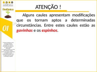 ATENÇÃO !
Alguns caules apresentam modificações
que os tornam aptos a determinadas
circunstâncias. Entre estes caules estão as
gavinhas e os espinhos.
 