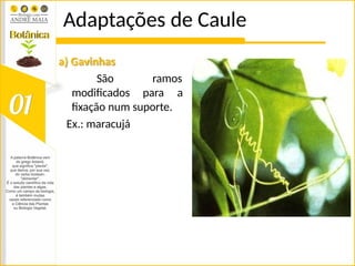 Adaptações de Caule
ramos
a) Gavinhas
São
modificados para a
fixação num suporte.
Ex.: maracujá
 