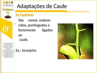 Adaptações de Caule
b) Espinhos
São ramos endure-
cidos, pontiagudos e
fortemente ligados
ao
caule.
Ex.: laranjeira
 