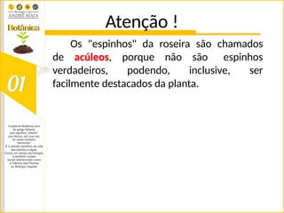 Atenção !
Os "espinhos" da roseira são chamados
de acúleos, porque não são espinhos
verdadeiros, podendo, inclusive, ser
facilmente destacados da planta.
 