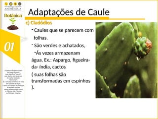 Adaptações de Caule
c) Cladódios
- Caules que se parecem com
folhas.
- São verdes e achatados,
-Ás vezes armazenam
água. Ex.: Aspargo, figueira-
da- índia, cactos
( suas folhas são
transformadas em espinhos
).
 
