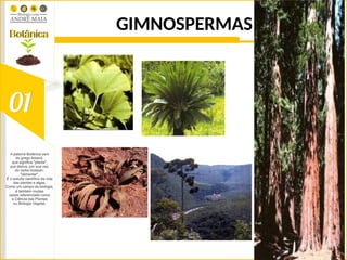 GIMNOSPERMAS
 