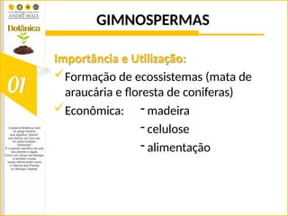 GIMNOSPERMAS
Importância e Utilização:
Formação de ecossistemas (mata de
araucária e floresta de coniferas)
Econômica: - madeira
- celulose
- alimentação
 