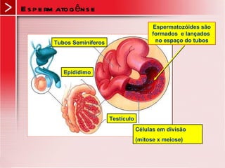 Células em divisão (mitose x meiose) Testículo Epidídimo Tubos Seminíferos Espermatogênse  Espermatozóides são formados  e lançados  no espaço do tubos 