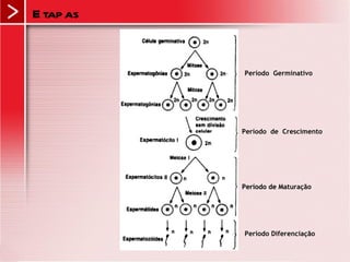 Etapas Período  Germinativo Período  de  Crescimento Período de M aturação Período Diferenciação 