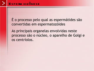 Espermiogênese É o processo pelo qual as espermátides são convertidas em espermatozóides  As principais organelas envolvidas neste processo são o núcleo, o aparelho de Golgi e os centríolos.  
