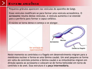 Espermatogênse Pequenos grânulos aparecem nas vesículas do aparelho de Golgi.  Essas vesículas modificam-se para formar uma vesícula acrossômica. O  acrossomo  resulta destas vesículas. A vesícula aumenta e se estende para a periferia para formar o capuz cefálico. O núcleo se torna denso e começa a se alongar.  Neste momento os centríolos e o flagelo em desenvolvimento migram para a membrana nuclear e forma-se uma lâmina caudal. Um anel pequeno se forma em volta do centríolo próximo a lâmina caudal e as mitocôndrias migram em direção oposta ao acrossomo e colocam-se de forma helicoidal em torno do centríolo e do anel. Essa estrutura é a  peça intermediária .  Ver animação do espermatozóide 