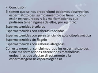 • Conclusión
El semen que se nos proporcionó podemos observar los
espermatozoides, su movimiento que tienen, como
están estructurados y las malformaciones que
pudiesen tener algunas de ellos, por ejemplo:
Espermatozoides bicéfalos
Espermatozoides con cabezas redondas
Espermatozoides con persistencia de gota citoplasmática
Espermatozoides sin flagelo
Espermatozoides con cabezas alargadas
Con esta muestra concluimos que los espermatozoides
tiene malformaciones alteraciones metabólicas
endocrinas que afectan directamente a la
espermatogénesis espermiogenesis .

 
