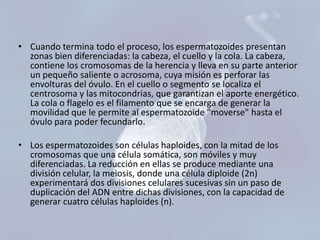 • Cuando termina todo el proceso, los espermatozoides presentan
zonas bien diferenciadas: la cabeza, el cuello y la cola. La cabeza,
contiene los cromosomas de la herencia y lleva en su parte anterior
un pequeño saliente o acrosoma, cuya misión es perforar las
envolturas del óvulo. En el cuello o segmento se localiza el
centrosoma y las mitocondrias, que garantizan el aporte energético.
La cola o flagelo es el filamento que se encarga de generar la
movilidad que le permite al espermatozoide "moverse" hasta el
óvulo para poder fecundarlo.
• Los espermatozoides son células haploides, con la mitad de los
cromosomas que una célula somática, son móviles y muy
diferenciadas. La reducción en ellas se produce mediante una
división celular, la meiosis, donde una célula diploide (2n)
experimentará dos divisiones celulares sucesivas sin un paso de
duplicación del ADN entre dichas divisiones, con la capacidad de
generar cuatro células haploides (n).

 