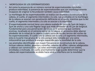 •
•
•

•

•

MORFOLOGIA DE LOS ESPERMATOZOIDES
Así como la presencia de un número normal de espermatozoides inmóviles
produce esterilidad, la presencia de espermatozoides que son morfológicamente
incapaces de originar la fecundación también causa esterilidad.
La morfología de los espermatozoides se evalúa con respecto a la estructura de la
cabeza, el cuello, el segmento intermedio y la cola. Las anomalías en la morfología
de la cabeza se asocian con penetración deficiente en el ovulo, mientras que la del
cuello, el segmento intermedio y la cola se asocian a la movilidad.
El espermatozoide normal tiene una cabeza ovalada de cerca de 5µm de largo y
3µm de ancho y una cola flagelar larga que mide alrededor de 45 µm de longitud.
Fundamental para una penetración del ovulo es el acrosoma que contiene
enzimas, localizado en el extremo apical de la cabeza, el acrosoma debe abarcar
alrededor de la mitad de la cabeza y cubrir cerca de los dos tercios del núcleo de
los espermatozoides. El cuello une la cabeza con la cola y el segmento intermedio,
esta es la parte mas gruesa de la cola porque esta rodeada por una vaina
mitocondrial que produce la energía requerida para la movilidad de la cola.
Las anomalías identificadas con mayor frecuencia en la estructura de la cabeza,
incluye cabezas dobles, gigantes y amorfas, cabezas de alfiler, cabezas adelgazadas
y cabezas con constricciones. Las colas anormales por lo general son dobles,
enrolladas o inclinada. Un cuello anormalmente largo puede determinar que la
cabeza del espermatozoide se doble hacia atrás e interfiera con la movilidad

 