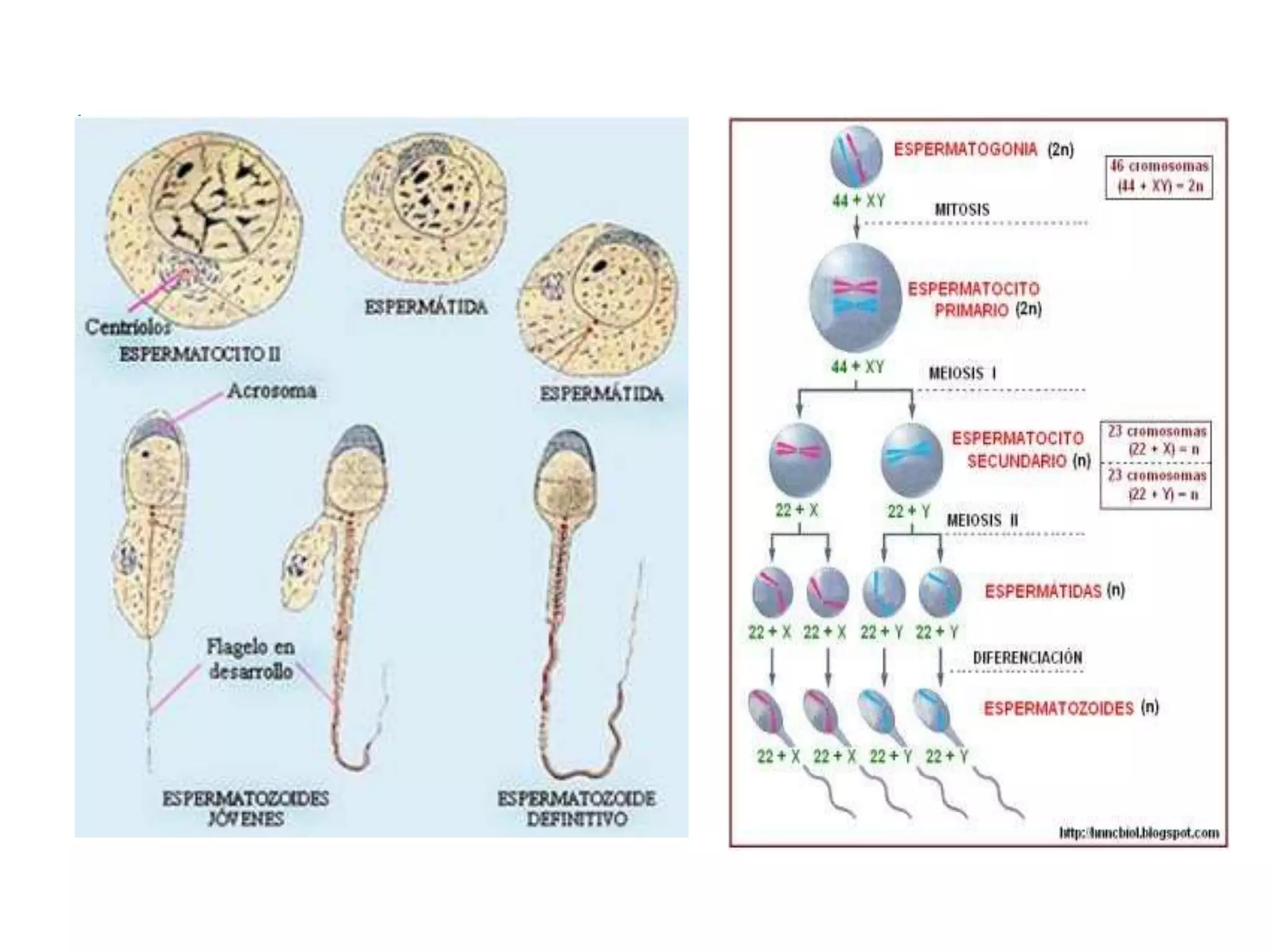 Espermatobioscopia | PPTX