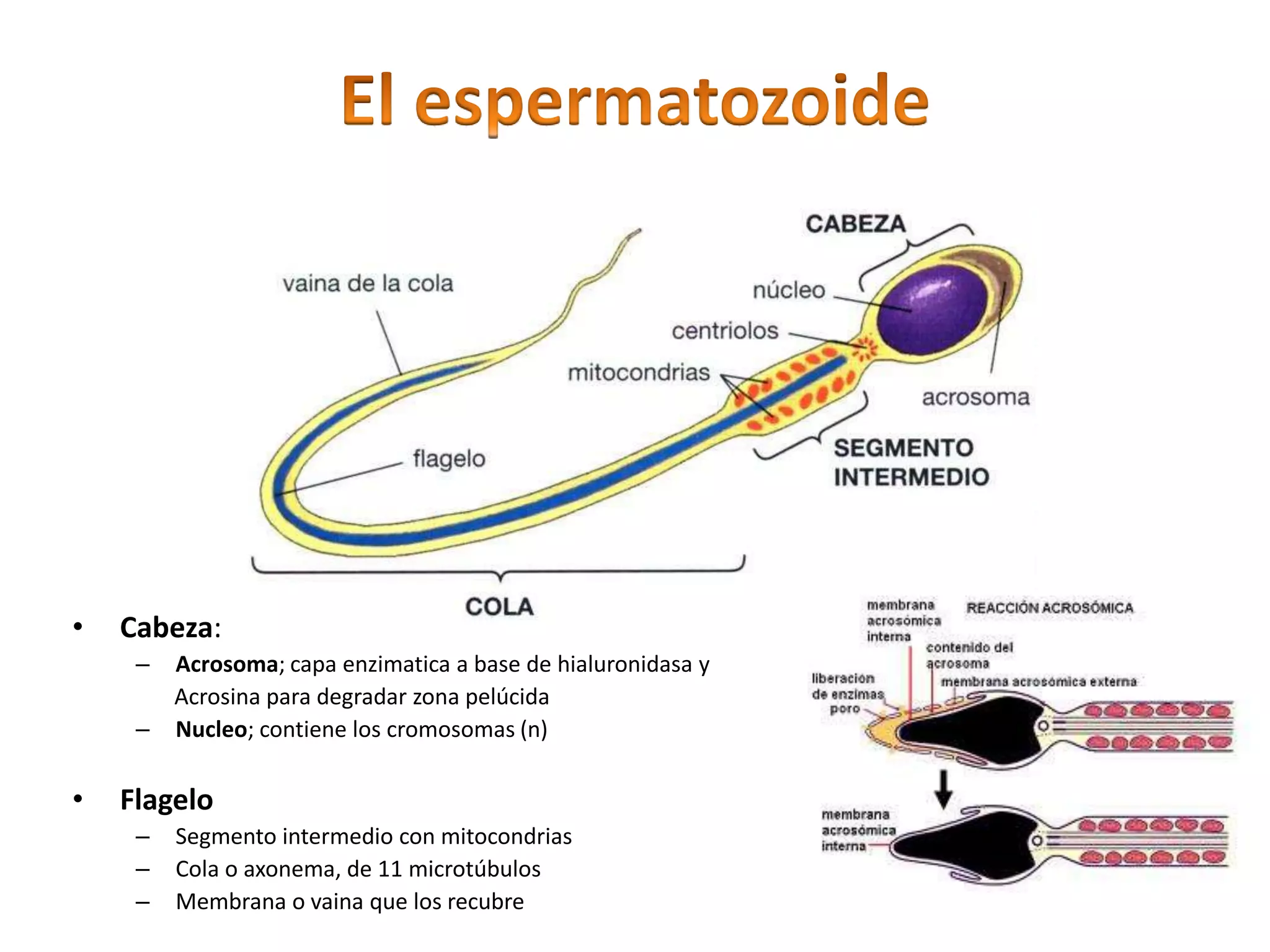 Espermatobioscopia: Analisis funcional del semen | PPT