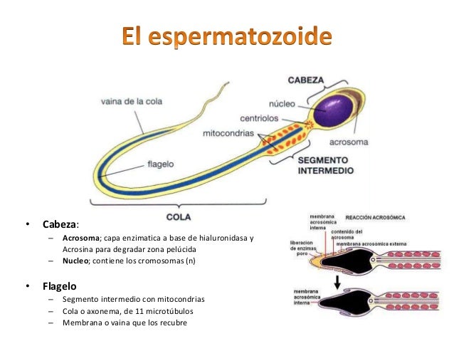 Diabetes sin problemas frank suarez pdf gratis Diabetes sin problemas frank suarez pdf gratis
