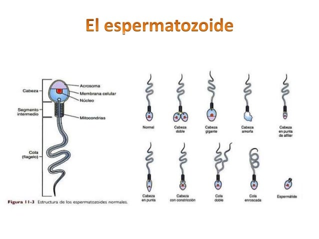 Espermatobioscopia: Analisis funcional del semen