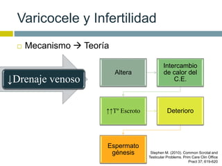 Varicocele y Infertilidad 
 Mecanismo  Teoría 
↓Drenaje venoso 
Altera 
Intercambio 
de calor del 
C.E. 
↑↑Tº Escroto Deterioro 
Espermato 
génesis Stephen M. (2010). Common Scrotal and 
Testicular Problems. Prim Care Clin Office 
Pract 37; 619-620 
 