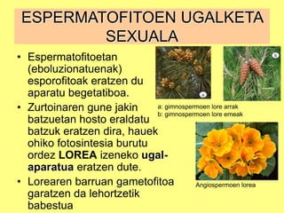 ESPERMATOFITOEN UGALKETA
SEXUALA
• Espermatofitoetan
(eboluzionatuenak)
esporofitoak eratzen du
aparatu begetatiboa.
• Zurtoinaren gune jakin
batzuetan hosto eraldatu
batzuk eratzen dira, hauek
ohiko fotosintesia burutu
ordez LOREA izeneko ugal-
aparatua eratzen dute.
• Lorearen barruan gametofitoa
garatzen da lehortzetik
babestua
a: gimnospermoen lore arrak
b: gimnospermoen lore emeak
Angiospermoen lorea
 