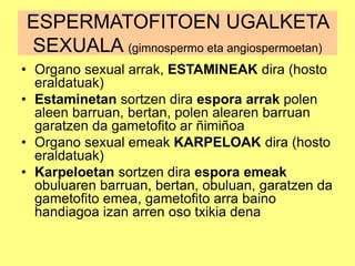 ESPERMATOFITOEN UGALKETA
SEXUALA (gimnospermo eta angiospermoetan)
• Organo sexual arrak, ESTAMINEAK dira (hosto
eraldatuak)
• Estaminetan sortzen dira espora arrak polen
aleen barruan, bertan, polen alearen barruan
garatzen da gametofito ar ñimiñoa
• Organo sexual emeak KARPELOAK dira (hosto
eraldatuak)
• Karpeloetan sortzen dira espora emeak
obuluaren barruan, bertan, obuluan, garatzen da
gametofito emea, gametofito arra baino
handiagoa izan arren oso txikia dena
 