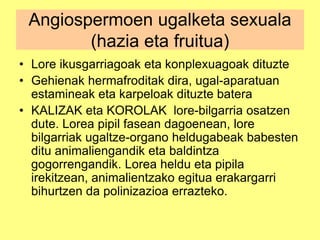 • Lore ikusgarriagoak eta konplexuagoak dituzte
• Gehienak hermafroditak dira, ugal-aparatuan
estamineak eta karpeloak dituzte batera
• KALIZAK eta KOROLAK lore-bilgarria osatzen
dute. Lorea pipil fasean dagoenean, lore
bilgarriak ugaltze-organo heldugabeak babesten
ditu animaliengandik eta baldintza
gogorrengandik. Lorea heldu eta pipila
irekitzean, animalientzako egitua erakargarri
bihurtzen da polinizazioa errazteko.
Angiospermoen ugalketa sexuala
(hazia eta fruitua)
 