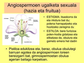 Angiospermoen ugalketa sexuala
(hazia eta fruitua)
• ESTIGMA: itsaskorra da
eta irkidura bat du;
polena harrapatzeko eta
hozitzeko zeregina du
• ESTILOA: bere funtzioa
polen-hodia gidatzea eta
elikatzea da, obulura eta
gameto emera hel dadin
• Pistiloa edukitzea eta, beraz, obulua obulutegi
barruan egotea da angiospermoen loreen
bereizgarri bat, gimnospermoetan obulua
agerian baitago karpeloan.
 