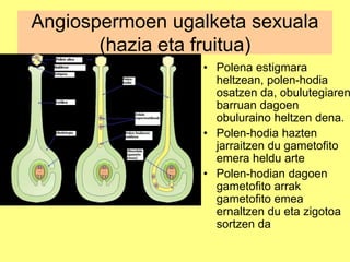 Angiospermoen ugalketa sexuala
(hazia eta fruitua)
• Polena estigmara
heltzean, polen-hodia
osatzen da, obulutegiaren
barruan dagoen
obuluraino heltzen dena.
• Polen-hodia hazten
jarraitzen du gametofito
emera heldu arte
• Polen-hodian dagoen
gametofito arrak
gametofito emea
ernaltzen du eta zigotoa
sortzen da
 